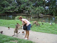 107 Port Douglas Wildlife Habitat